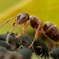 Black Ant with Aphids 5 